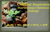 6H 2 O + 6CO 2 + ATPC 6 H 12 O 6 + 6O 2 . Recycling of Molecules for energy production.