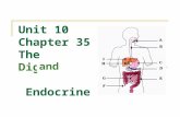 Unit 10 Chapter 35 The Digestive Endocrine Systems and.