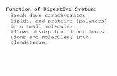 Function of Digestive System: Break down carbohydrates, lipids, and proteins (polymers) into small molecules. Allows absorption of nutrients (ions and.