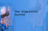 The Digestive System Digestion the mechanical and chemical breakdown of foods into nutrients that cell membranes can absorb 2 Components of the digestive.
