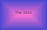 The Cell Plant and Animal Cells Every living thing on Earth is composed of cells. The term cell was first used by Robert Hooke to describe the chambers.
