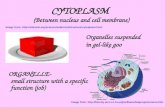 CYTOPLASM (Between nucleus and cell membrane) ORGANELLE- small structure with a specific function (job) Image from: .