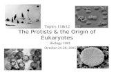 Topics 11&12 The Protists & the Origin of Eukaryotes Biology 1001 October 24-28, 2005.