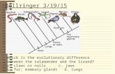 Bellringer 3/19/15 Which is the evolutionary difference between the salamander and the lizard? a. claws or nailsc. jaws b. fur; mammary glandsd. lungs.
