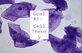 Goal #1: Cell Theory. Anton Van Leeuwenhoek Dutch fabric merchant. Amateur Scientist. Made the first microscope. 1600’s.