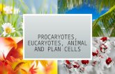 PROCARYOTES, EUCARYOTES, ANIMAL AND PLAN CELLS. PROCARYOTES PROKARYOTIC CELLS HAVE NO NUCLEUS. ALL PROKARYOTES ARE TINY AND CONSIST OF SINGLE CELLS. BACTERIA.