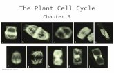 The Plant Cell Cycle Chapter 3. Nucleus DNA Replication Cytoskeleton.