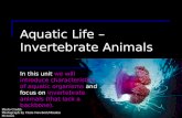 Photo Credit: Photograph by Chris Newbert/Minden Pictures Aquatic Life – Invertebrate Animals In this unit we will introduce characteristics of aquatic.