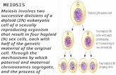 MEIOSIS Meiosis involves two successive divisions of a diploid (2N) eukaryotic cell of a sexually reproducing organism that result in four haploid (N)