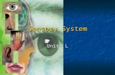 Sensory System Unit- L. Special Senses The Eye The Eye 1” in diameter 1” in diameter Protected by orbital socket of skull, eyebrows, eyelashes and eyelids.