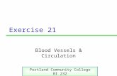Exercise 21 Blood Vessels & Circulation Portland Community College BI 232.