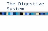 The Digestive System. pH lecture Functions of Digestive System Ingestion – active, conscious process of taking materials into mouth Mechanical Processing.