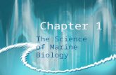 Chapter 1 The Science of Marine Biology. Marine Biology The scientific study of the organisms that live in the sea.