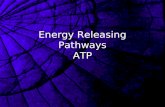 Energy Releasing Pathways ATP Aerobic Respiration A redox process Glucose contains energy that can be converted to ATP Uses oxygen therefore aerobic.
