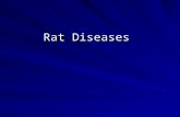 Rat Diseases. Bacterial diseases Murine Respiratory Mycoplasmosis Mycoplasma pulmonis Very common and important! Transmission: intrauterine and aerosol.