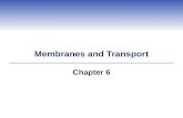 Membranes and Transport Chapter 6. 6.1 Membrane Structure  Biological membranes contain both lipid and protein molecules  Fluid mosaic model explains.