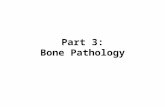 Part 3: Bone Pathology. Bone Topics to Look Into Rickets and Vitamin D Dwarfism achondroplasia rheumatoid arthritis arthritis tendonitis bone marrow bone.