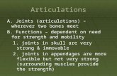 Articulations A. Joints (articulations) – wherever two bones meet B. Functions – dependent on need for strength and mobility 1. joints in skull are very.