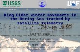 King Eider winter movements in the Bering Sea tracked by satellite telemetry Steffen Oppel Department of Biology and Wildlife, University of Alaska, Fairbanks,