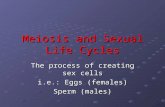 Meiosis and Sexual Life Cycles The process of creating sex cells i.e.: Eggs (females) Sperm (males)