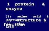 1 1 protein & enzyme structure & function (1) amino acid & peptide 1) amino acid.