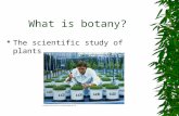 What is botany?  The scientific study of plants.