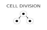 CELL DIVISION. Key Concepts What events take place during the three stages of the cell cycle?