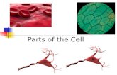 Parts of the Cell. Animal Cell Various Shapes Obtain Energy.