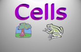 All living things are made up of cells…. The cell is the smallest unit of a living thing. If an organism is multicellular, different cells have different.