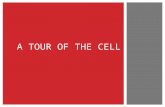 A TOUR OF THE CELL. All organisms are made of cells  The cell is the simplest collection of matter that can be alive  Cell structure is correlated to.