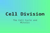 Cell Division The Cell Cycle and Mitosis. Why do cells divide? Growth Reproduction Repair.