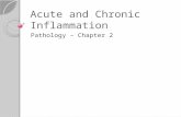 Acute and Chronic Inflammation Pathology – Chapter 2.