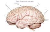 Lobes and Structures of the Brain B. A. (Cortex) C. D(LOBE). E. Cortex F. G.