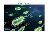 BACTERIA. 1. Bacteria are classified into two kingdoms: Eubacteria (true bacteria) and Archaebacteria (Ancient Bacteria). 2. BACTERIA are microscopic.