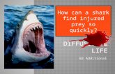B2 Additional How can a shark find injured prey so quickly?