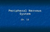 Peripheral Nervous System Ch. 13. Sensory receptors: Sensory receptors: Classified according to location and type of stimulation Classified according.