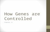 How Genes are Controlled Chapter 11. Human Cells…. All share the same genome What makes them different????