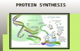 PROTEIN SYNTHESIS. What do you already know?  What does the word “synthesis” mean?  What is the building block of protein?  Where in the cell are proteins.