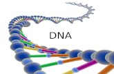 DNA. Gregor Mendel – 1840’s Conclusion: Heredity material was packaged in discrete transferable units; came up with law of segregation and law of independent.