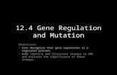 12.4 Gene Regulation and Mutation Objectives: 6(D) Recognize that gene expression is a regulated process. 6(E) Identify and illustrate changes in DNA and.