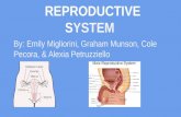 REPRODUCTIVE SYSTEM By: Emily Migliorini, Graham Munson, Cole Pecora, & Alexia Petruzziello.