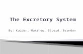 By: Kaiden, Matthew, Sjoerd, Brandon. Excretory System PartKidneyLiverLarge Intestine UreterSkinUrethraBladderBile.