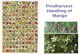 Postharvest Handling of Mango. Cultivar Differences Tommy Atkins Mango Kent MangoKeitt Mango Haden Mango Ataulfo Mango.