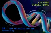 LECTURE CONNECTIONS 14 | RNA Molecules and RNA Processing © 2009 W. H. Freeman and Company.