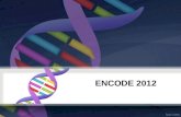 ENCODE 2012. The Human Genome project sequenced “the human genome” “the human genome” that we have labeled as such doesn’t actually exist What we call.
