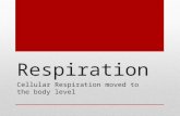 Respiration Cellular Respiration moved to the body level.