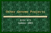 Other Genome Projects BIOL 473 Summer 2003. Why Other Genomes? Proof of principle Refinement and advancement of technology “Relatively simple” data management.