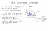 The Nervous System A. Neurons = masses of nerve cells that transmit information 1. Cell Body - contains the nucleus and two extensions 2. Dendrites – shorter,