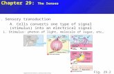 Chapter 29: The Senses I. Sensory transduction A. Cells converts one type of signal (stimulus) into an electrical signal i. Stimulus: photon of light,