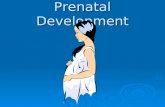 Prenatal Development.  Sperm: The male sex cell  Ovum: The female sex cell.